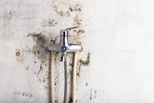 Best Mold Testing and Inspection Services in Wolfe City, TX