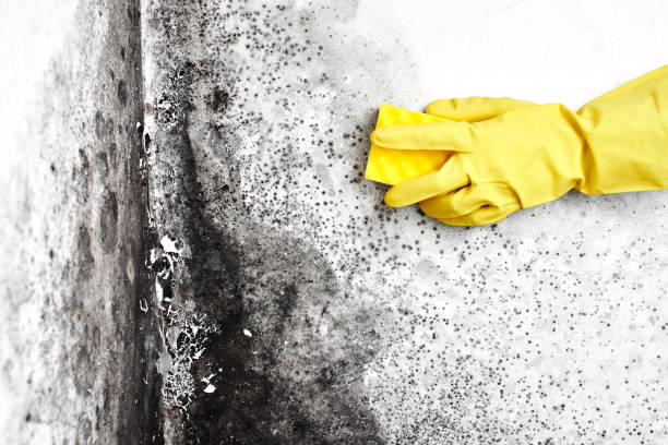 Best Mold Remediation for Schools in Wolfe City, TX