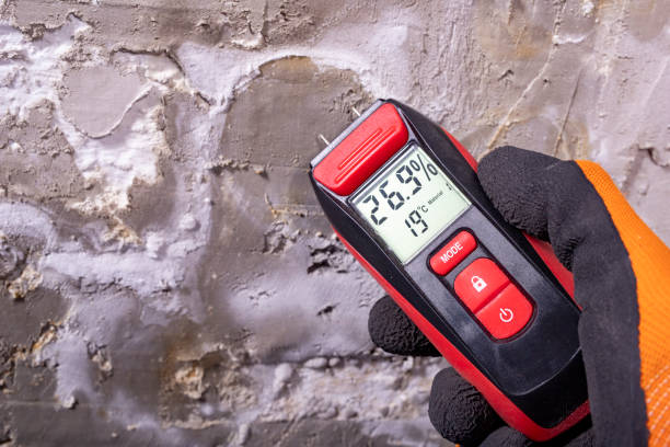 Best Attic Mold Remediation in Wolfe City, TX