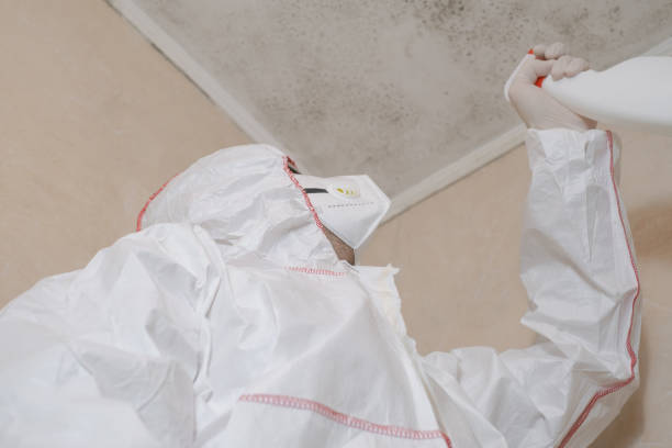 Best White Mold Remediation in Wolfe City, TX