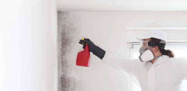Best Emergency Mold Remediation in Wolfe City, TX