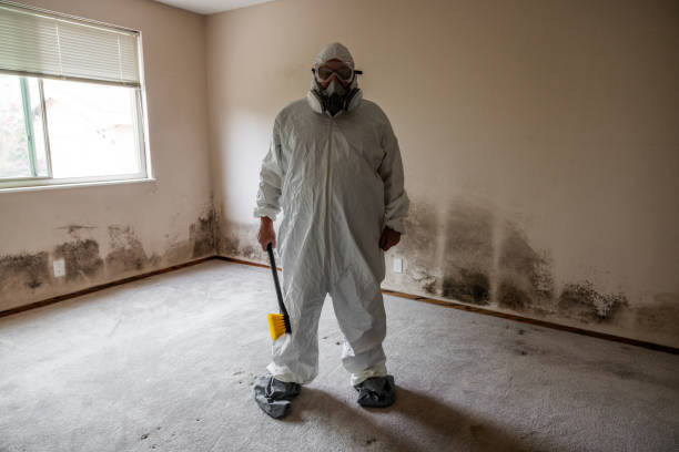 Best Black Mold Remediation in Wolfe City, TX