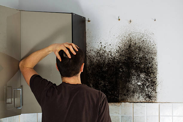 Best Post-Flood Mold Remediation in Wolfe City, TX