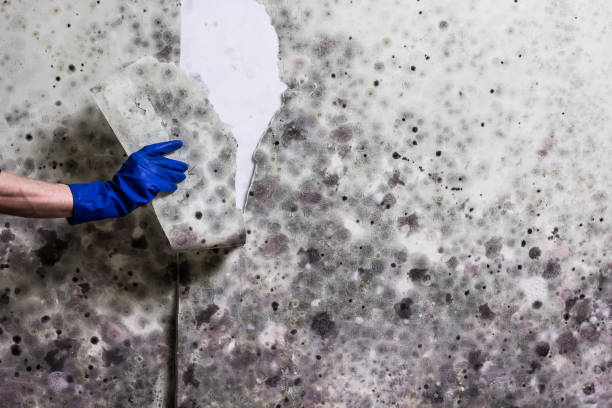 Best Preventive Mold Services in Wolfe City, TX